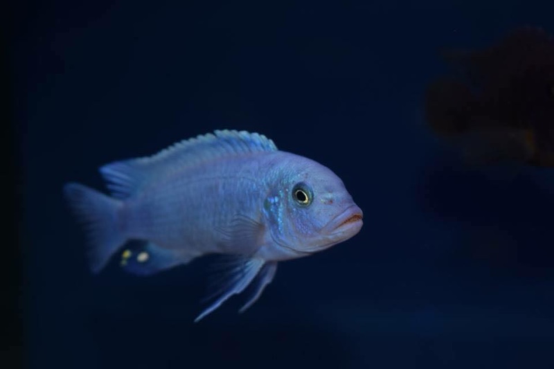 Maylandia callainos 'Chidunga Rocks'